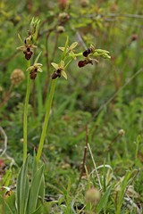 Hybride zwischen Hummel- und Fliegenragwurz (Ophrys holoserica X Ophrys insectifera oder auch Ophrys x devenensis).