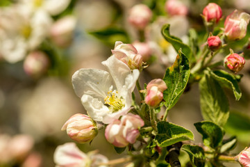 Obraz premium Blossoming apple tree garden in spring close up