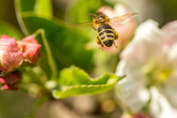 Blossoming apple tree garden in spring with bee