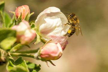 Blossoming apple tree garden in spring with bee