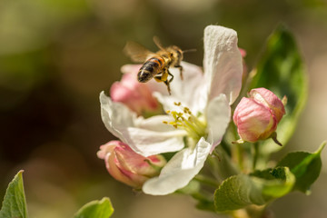 Blossoming apple tree garden in spring with bee