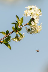 Blossoming apple tree garden in spring with bee