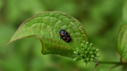 Gemeine Blutzikade, Cercopis vulnerata, auf Hartriegel, Cornus