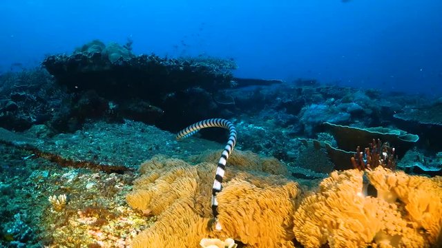 Banded sea snake swimming away over the reef