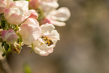 Blossoming apple tree garden in spring with bee