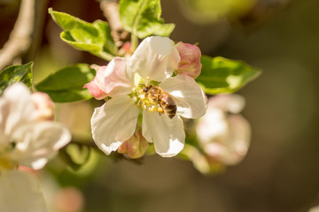 Fototapeta na wymiar Blossoming apple tree garden in spring with bee