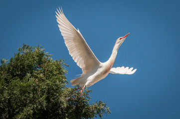 Isolated close up of a large white bird taking off-Israel