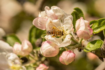 Obraz premium Blossoming apple tree garden in spring with bee