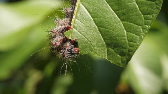 Profile view of ugly Holocerina smilax caterpillar dangling upside down and eating green leaf