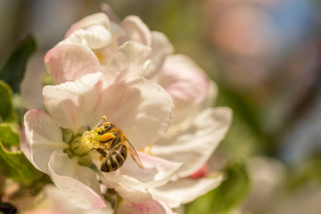 Blossoming apple tree garden in spring with bee