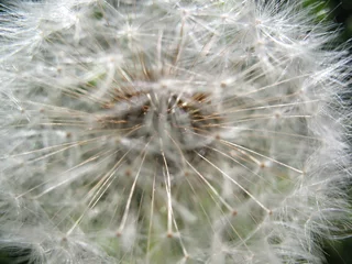 Rolgordijnen dandelion seed head © Юра Бисько