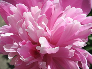 close up of pink flower