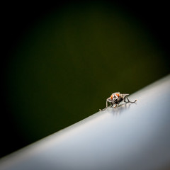 Isolated close up macro of a fruit fly on a metal rail- Israel