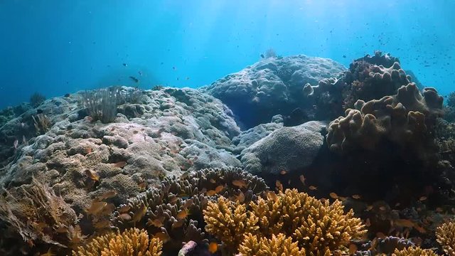Beautiful coras and light rays in shallow water