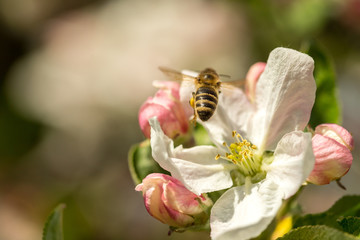 Blossoming apple tree garden in spring with bee
