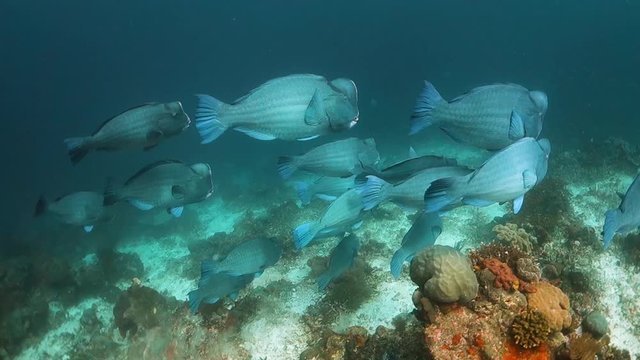 Bumphead parrotfish school swimming over the reef