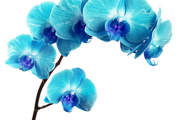 Aqua blue orchid on white background close-up. Aqua blue orchid flowers studio photo. Branch of orchid horizontal photo.