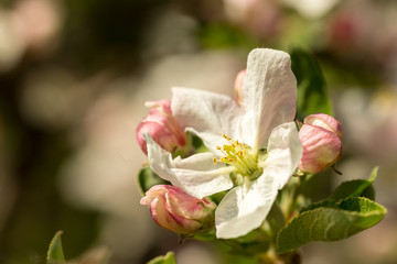 Blossoming apple tree garden in spring close up