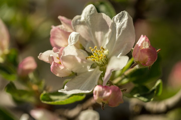 Blossoming apple tree garden in spring close up