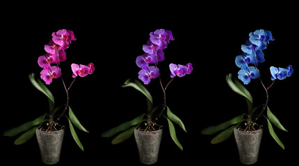 pink, purple and blue orchids in flowerpots on black background, three types of orchids in flowerpots, three colors of orchids on black background
