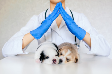 puppies in a veterinary clinic, house from the hands of a veterinarian in blue gloves