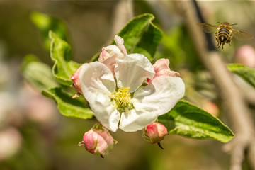 Blossoming apple tree garden in spring with bee