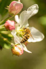 Blossoming apple tree garden in spring with bee