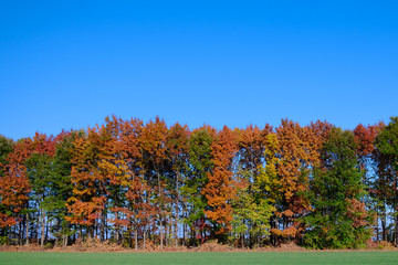 Naklejka premium Wall of Colorful Autumn Trees with Blue Sky Background