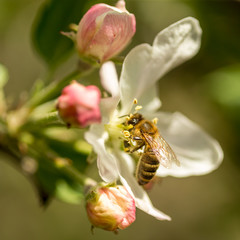 Blossoming apple tree garden in spring with bee