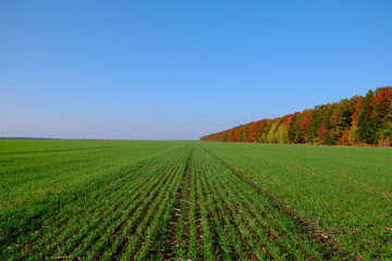 Fototapeta na wymiar Green Wheat Field with Autumn Trees, Season Change Concept, Blue Sky in the Background
