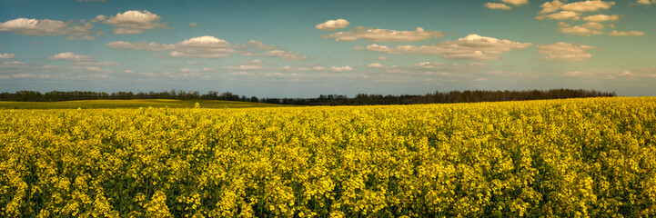 wide panoramic view of a blooming rapeseed field under a cloudy sky in warm evening light. beautiful spring agricultural landscape