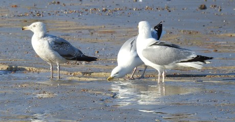 A group of seagulls drinking water on the beach