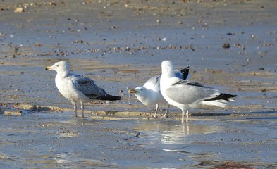 A group of seagulls drinking water on the beach