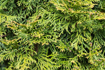 Close-up of green thuja leaves