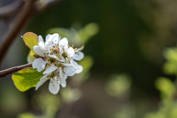 White apple blossoms in the spring