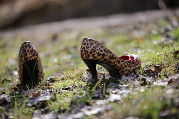Lopadenschuhe auf der Wiese