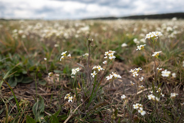 Close-up of small, white wildflowers