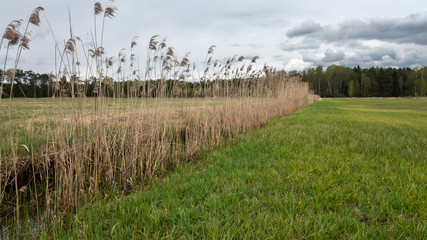 Fototapeta na wymiar Green field and last year's dried up bulrush above the irrigation canal. Spring