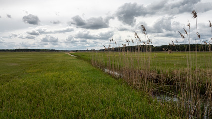 Fototapeta premium Green field and last year's dried up bulrush above the irrigation canal. Spring