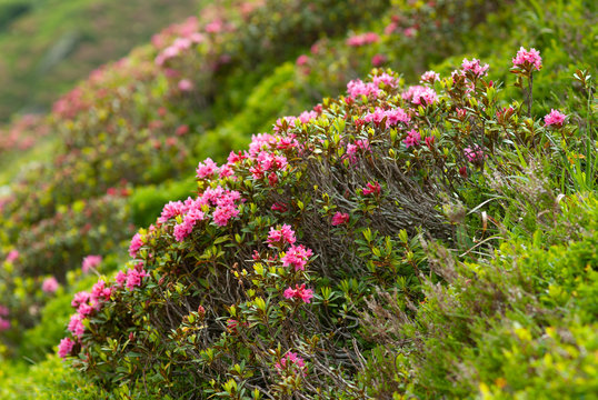 Planta de rododendro (Rhododendron) en flor en los Alpes franceses. 
