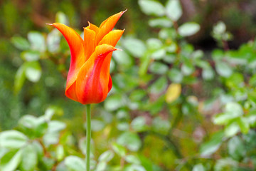orange and red Tulip with three sharp petals on a green background of foliage. Spring flowers in...