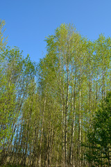 landscape with mixed forest in spring. Wild nature in Belarus