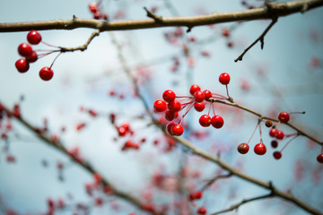 Red ripe viburnum berries on the bunch in the garden. Selective focus.