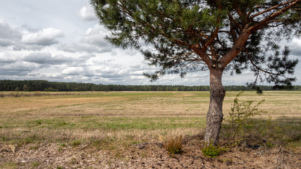 Fototapeta na wymiar Field and roadside pine. Drought due to lack of rainfall is becoming an increasing problem