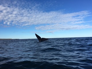 Südlicher Glattwaal bei der Halbinsel Valdés in Patagonien, Argentinien