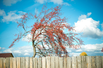 Fototapeta premium Tree Red ripe viburnum berries in the garden. Tree with fruit against the blue sky