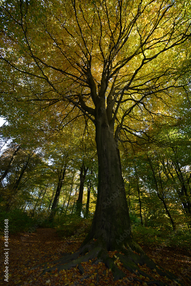 Poster Rotbuche (Fagus sylvatica) im Herbst -  copper beech (Fagus sylvatica) in autumn