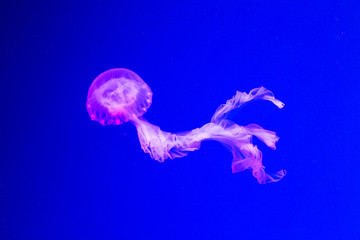 Beautiful jellyfish at aquarium, illuminated in pink color. Wallpaper, blue background. Chrysaora pacifica - 348151657