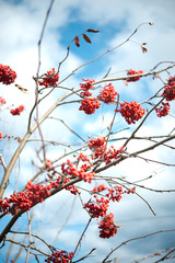 Red ripe viburnum berries on the bunch in the garden. Selective focus.