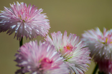 White and Pink Flowers